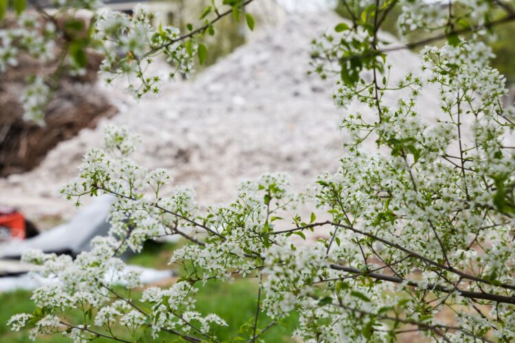 Weiße Blüten an einem Zweig vor unscharfem Hintergrund