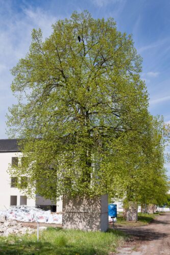 Großer grüner Baum vor einem Gebäude an einem Weg